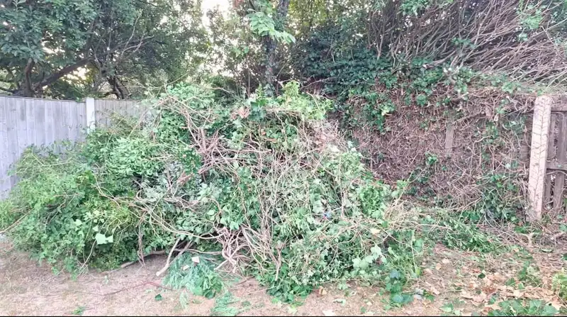 Large pile of hedge and tree cuttings collected as green waste